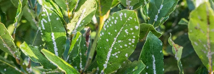 Lorbeerblätter mit weißen Flecken
